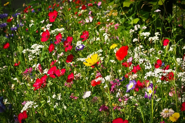 自然 草 花 植物 写真