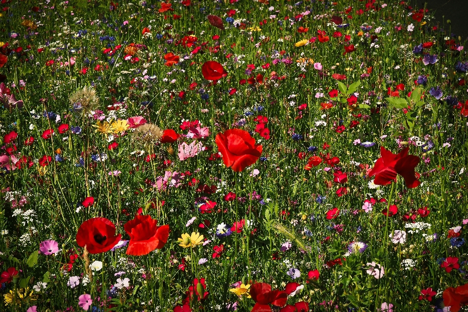 Natur gras blüte anlage