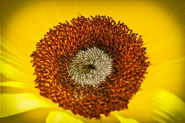 Nature blossom plant sun Photo