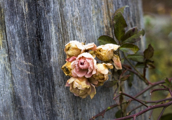 Tree branch blossom winter Photo