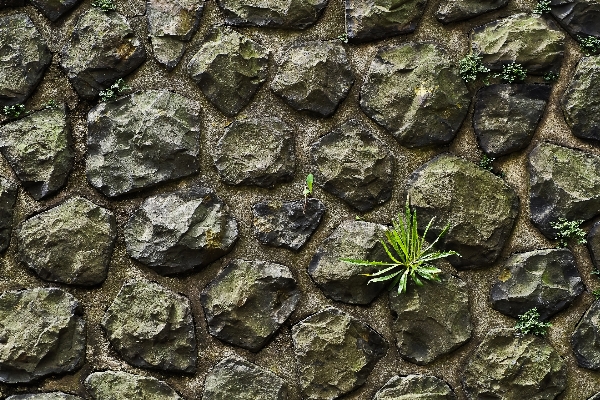 Rock structure texture leaf Photo