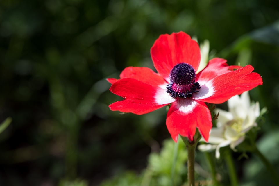 Naturaleza florecer planta flor