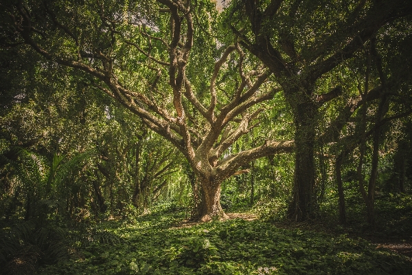 Tree nature forest branch Photo