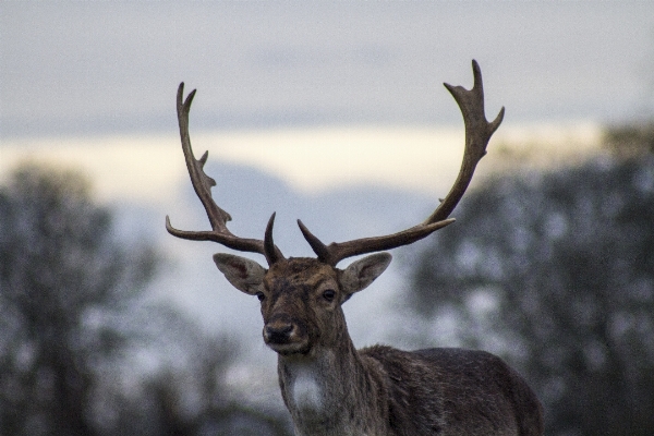 Nature wilderness animal male Photo