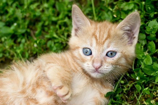 Foto Dolce carino animale domestico pelliccia