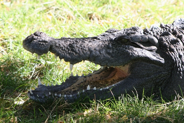 Foto Margasatwa kebun binatang predator reptil