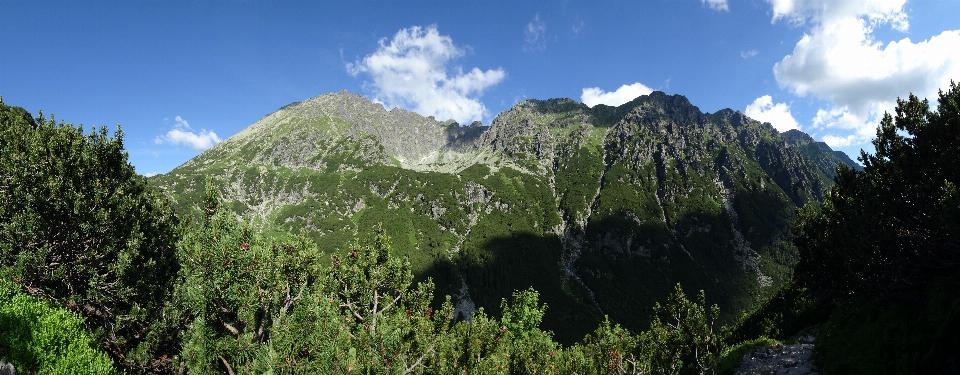 Paysage arbre nature forêt