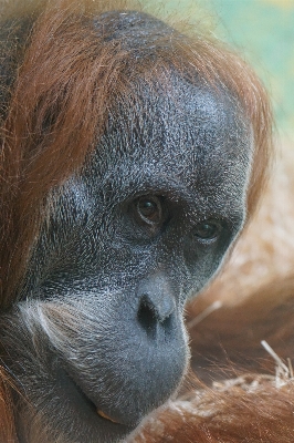 야생 동물 초상화 포유 fauna 사진