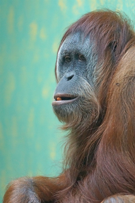 Wildlife portrait mammal mane