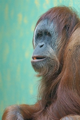 野生動物 肖像画 哺乳類 たてがみ
 写真