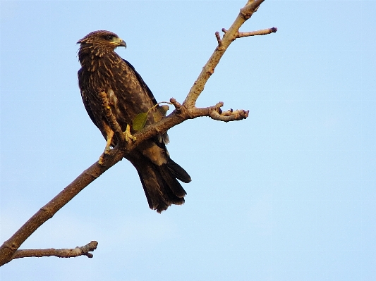 Branch bird wing eagle Photo