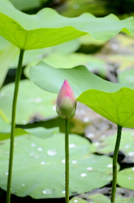 水 自然 花 植物 写真