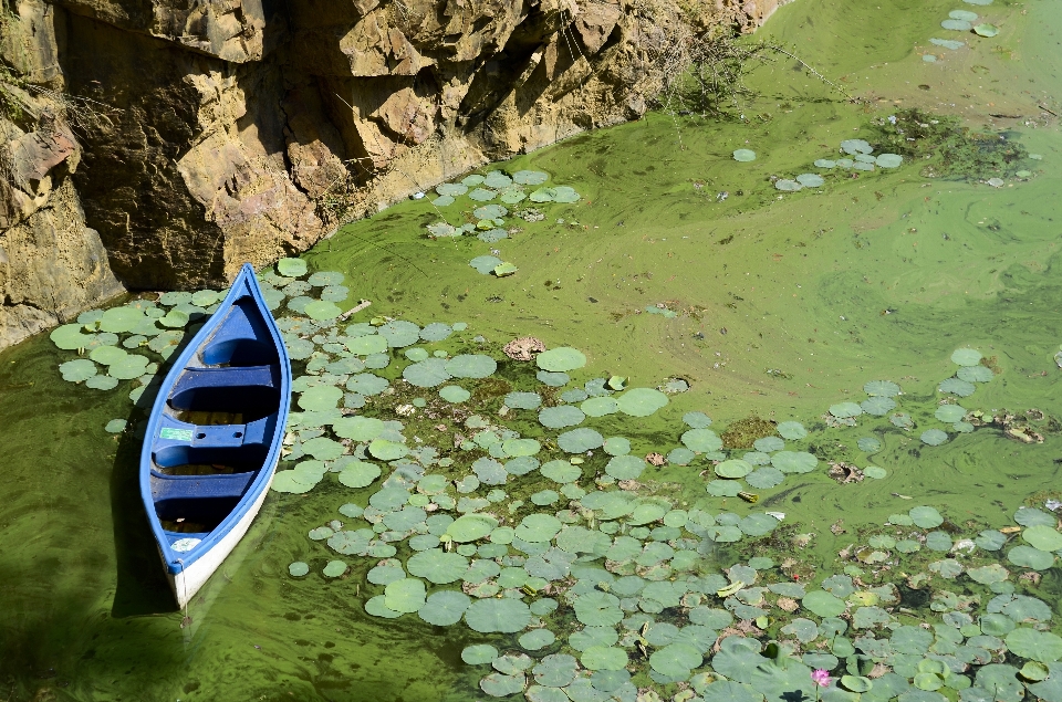 Eau nature bateau feuille