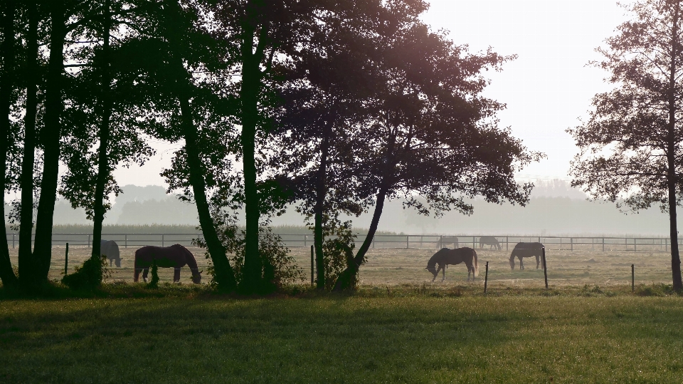 Paysage arbre nature herbe