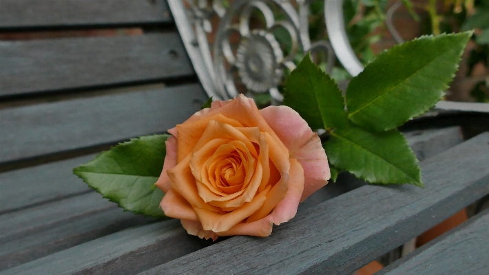 Blossom plant leaf flower Photo