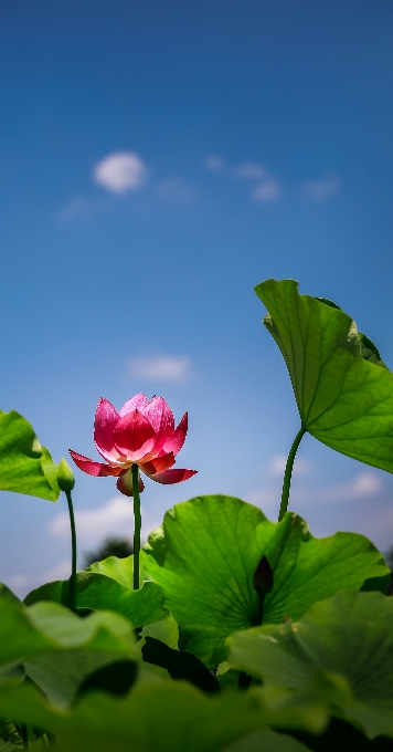 Naturaleza florecer planta cielo