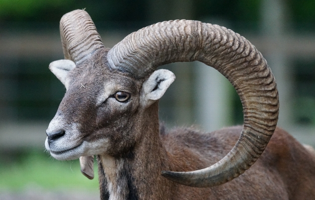 Male wildlife horn sheep Photo