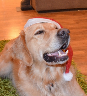 Puppy dog mammal christmas Photo