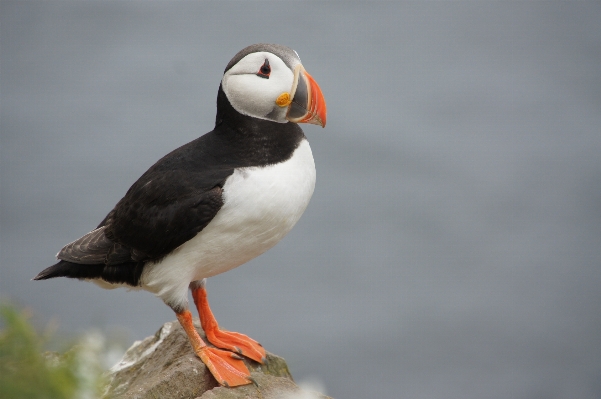 Coast bird seabird cliff Photo