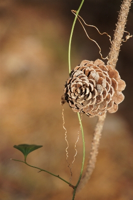 Photo Arbre nature bifurquer usine