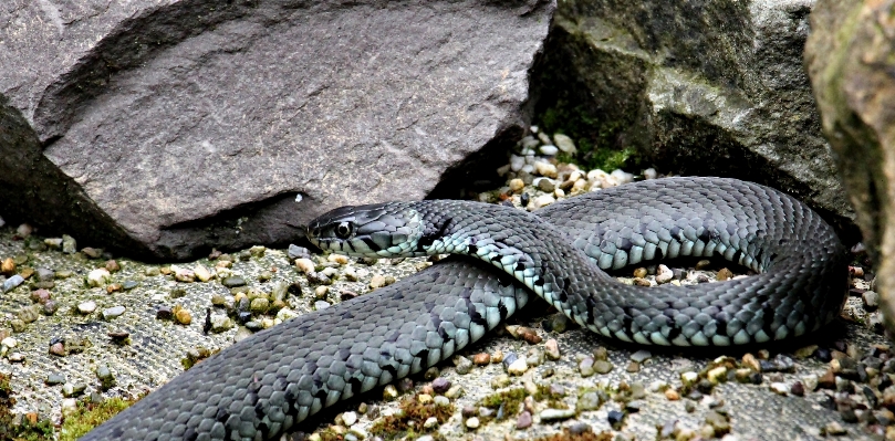 Foto Alam margasatwa reptil skala