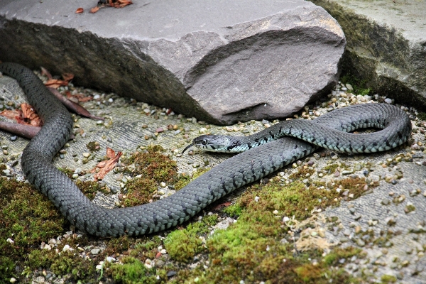 Foto Alam margasatwa reptil skala