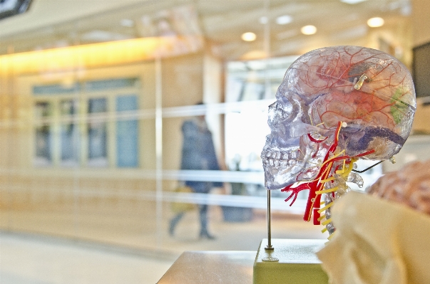 Human memory medicine skull Photo