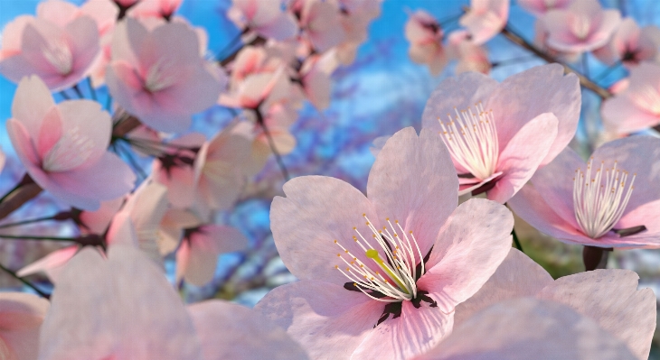 Nature branch blossom plant Photo