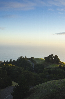 Landscape sea coast tree Photo