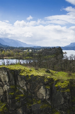 Landscape sea coast tree Photo