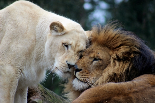 Foto Animali selvatici zoo gatto mammifero