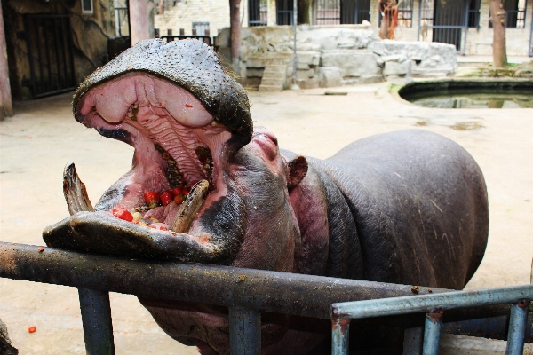 Foto Satwa memberi makan kebun binatang mamalia