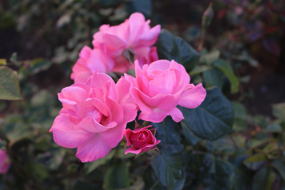 Natur blüte anlage blume