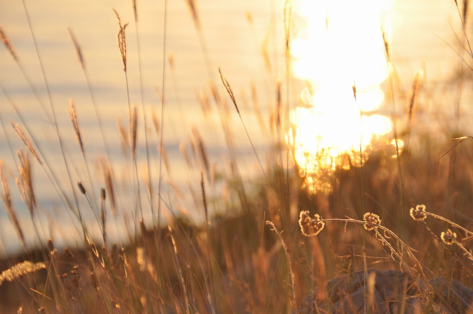 Nature grass branch light