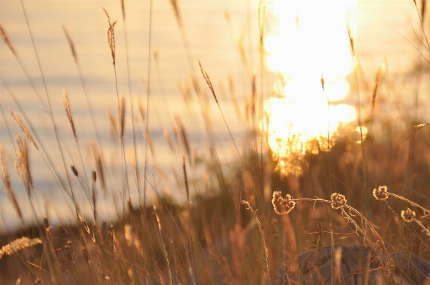 Nature grass branch light Photo