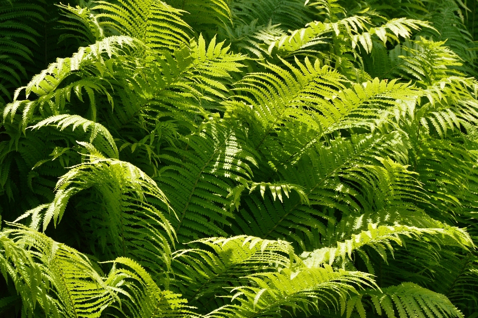 Forest branch growth plant