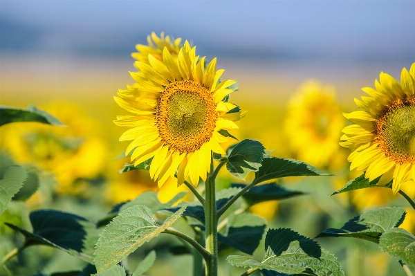 Landscape nature plant sky Photo