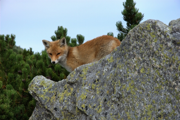 Foto Natura selvaggia
 animale animali selvatici