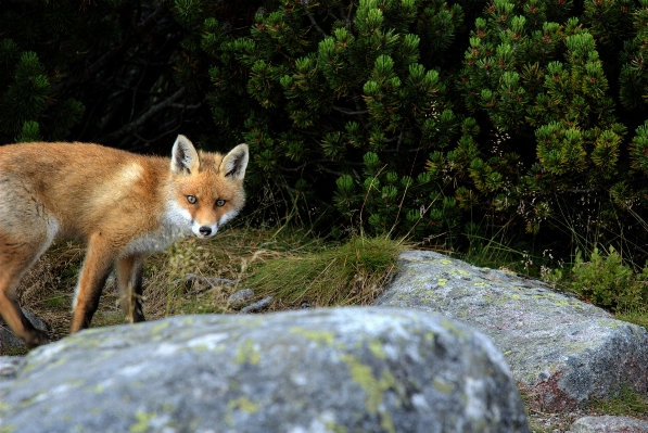 Foto Natura foresta selvaggia
 animale