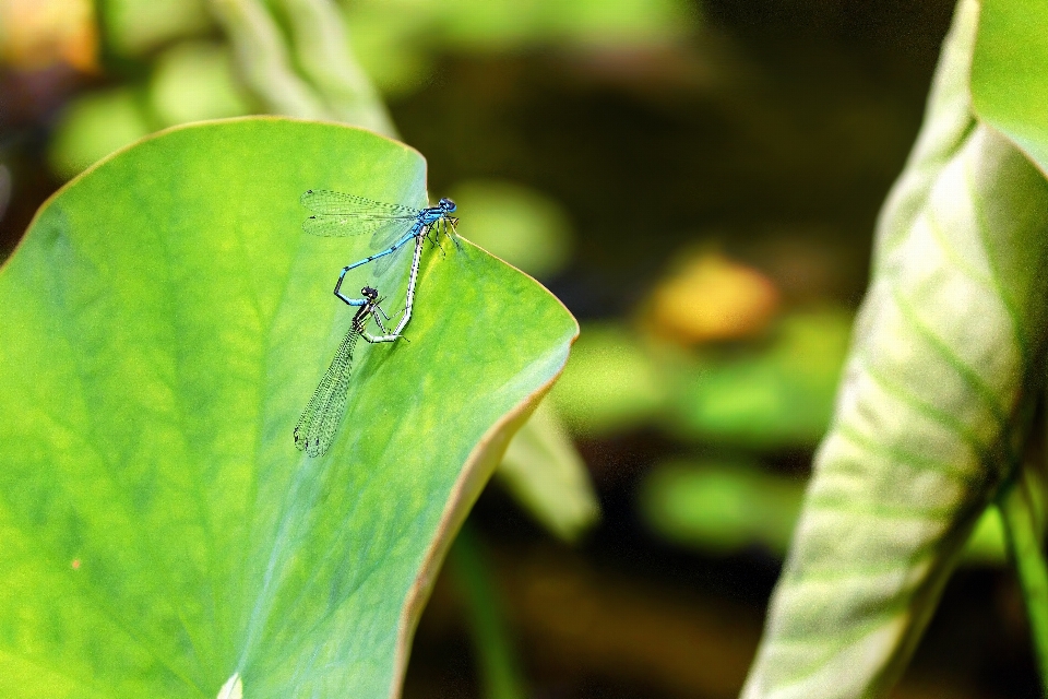 Natur fotografie blatt blume