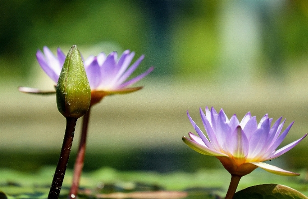 Wasser natur blüte anlage Foto