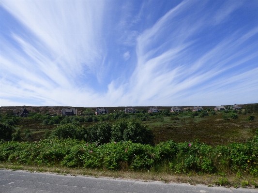 Landscape sea coast tree Photo