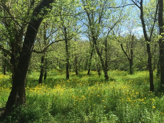 Landscape tree nature forest Photo