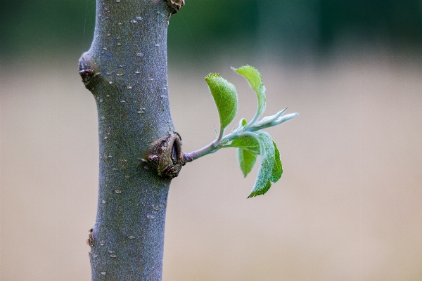 Tree nature branch plant Photo