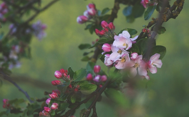 Tree nature branch blossom Photo