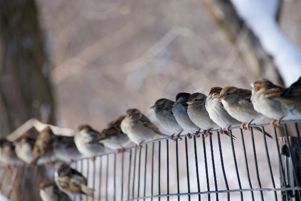 自然 ブランチ 鳥 フェンス 写真