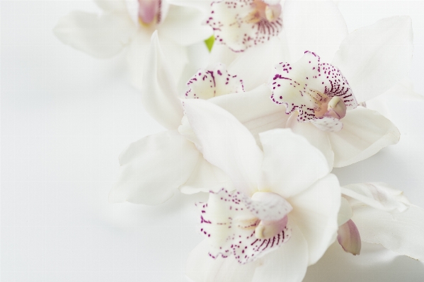 Nature blossom plant white Photo