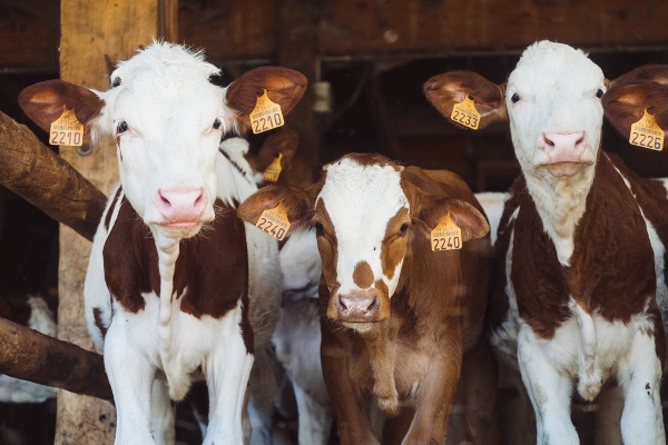 White farm barn animal Photo