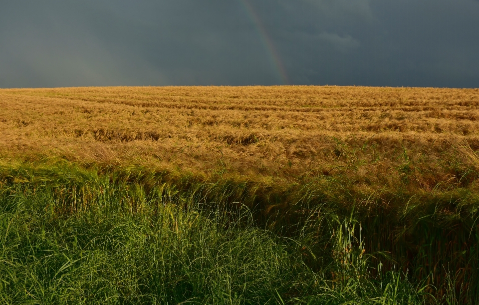 Paysage nature herbe horizon