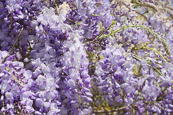 Nature branch blossom plant Photo